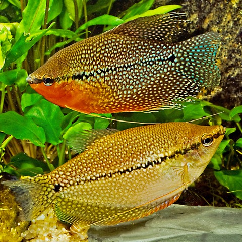 Trichogaster leeri   Diamantgourami L